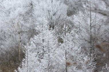 Kış ağaç beyaz karla kaplı