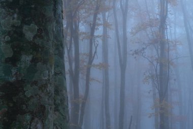 Sonbahar mevsiminde ormanın güzel manzarası