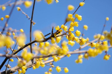 Bahçede büyüyen güzel bahar çiçekleri