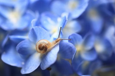 Mavi bir çiçekte sürünen bir salyangoz.