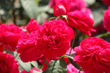 Kapatın güzel kırmızı gülleri