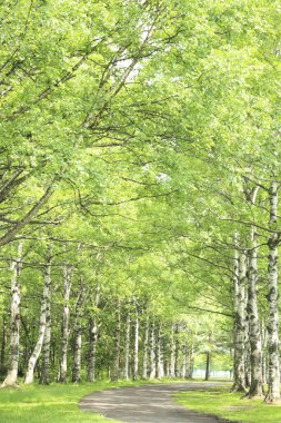 Gündüz vakti parkta yeşil huş ağaçları