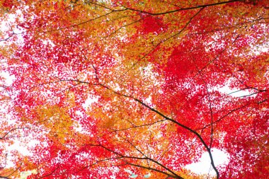 Ormanda sonbahar yaprakları