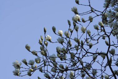 Mavi gökyüzüne karşı beyaz çiçekli bir ağaç.
