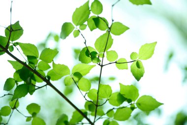 Ağaçta taze bahar yeşili yapraklar. Doğa arkaplanı