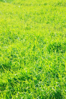 Parkta yeşil çimenler