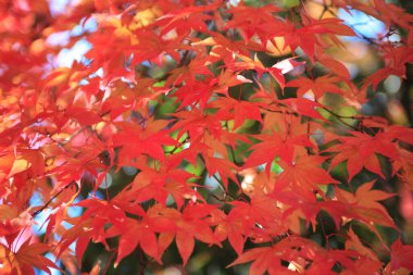 Sonbahar ağaçlarının dalları ve güneş ışığında kırmızı yapraklar. 