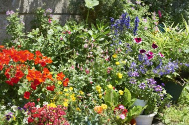 Güneş ışığında renkli yaz çiçekleri 