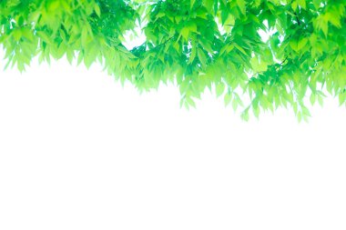 Ağaçta taze bahar yeşili yapraklar. Doğa arkaplanı