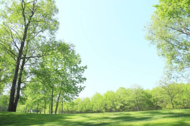 Yaz parkında gündüz vakti yeşil bitkiler ve ağaçlar 