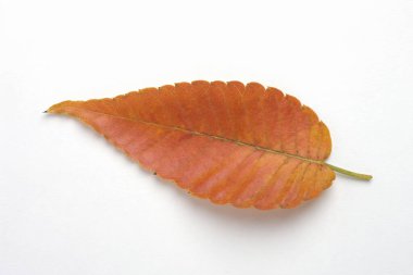 Beyaz arkaplanda sonbahar yaprağı 