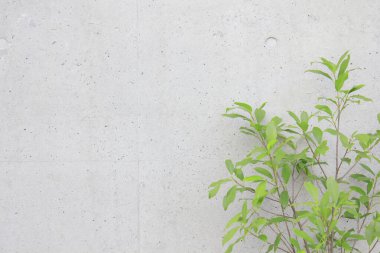 Arka planda çimento zemininde yeşil sarmaşık, kapat