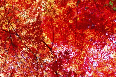Parkta güneş ışığı altında renkli ağaçlar, sonbaharda doğa arka planı 