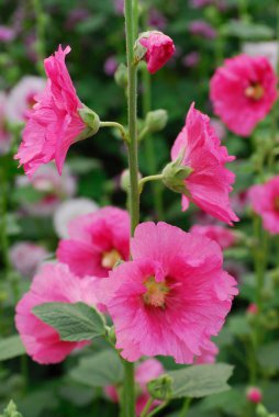 Bahçedeki güzel çiçekler