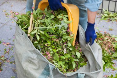 Mavi eldivenli biri bahçede yeşil yapraklar topluyor.