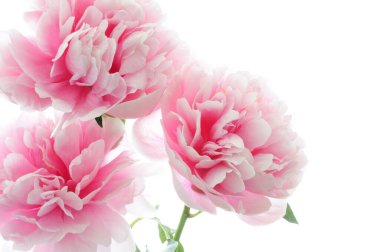 Beyaz arka planda izole edilmiş güzel pembe şakayık çiçeği.