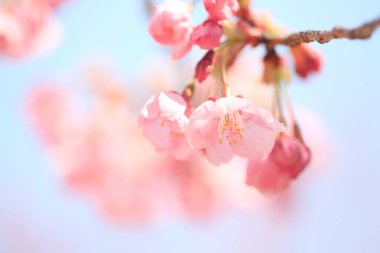 Gökyüzüne karşı kiraz çiçekleri