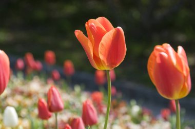 Güzel laleler, arka planı kapatın. 