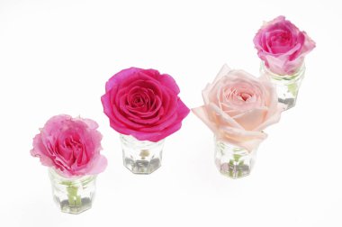 Beyaz arkaplanda izole edilmiş pembe güller 