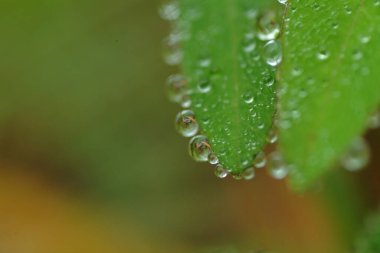 Sabah güzel yeşil yapraklara çiğ damlalarının yakın görüntüsü            