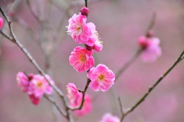 kiraz çiçekleri güzel arkaplan yakın görünüm