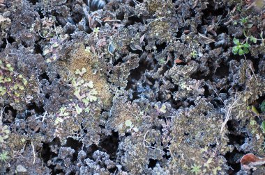 Yakın plan, sert kayalık yüzeyde büyüyen dokulu yosunları gösteriyor.