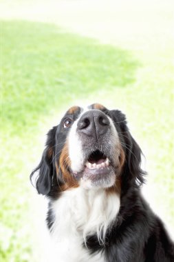 Arka planda yeşil bir tarla ile gökyüzüne bakan bir köpek.