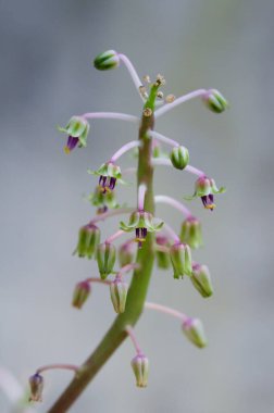 Bulanık arkaplanı olan bir çiçeğin yakın çekimi