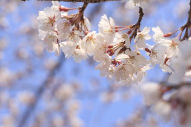Gökyüzüne karşı kiraz çiçekleri