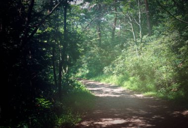 Ormanda güzel bir ağaç görüntüsü.