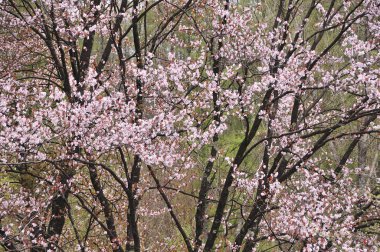 İlkbaharda kiraz çiçekleri