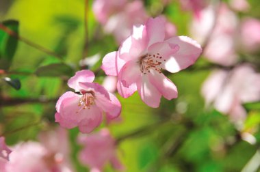 Pembe çiçekli kiraz ağacı. Baharda sakura çiçekleri
