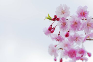 Ağaçtaki güzel bahar çiçekleri