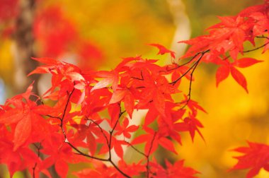 Parlak renkli sonbahar yaprakları, sonbahar bitkileri 
