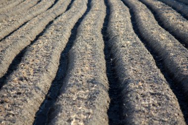 Toprağın dokusu. toprak arkaplanı. 