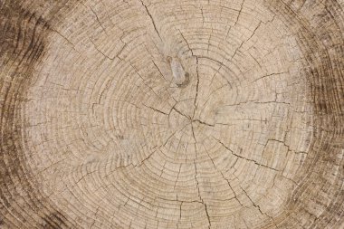 Ahşap dokusu, ahşap dokusu