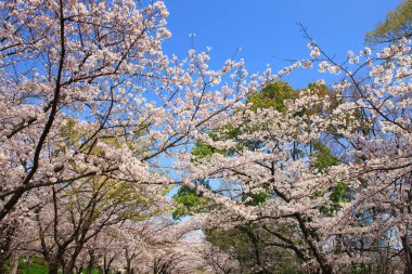 Renkli bahar çiçekleri güneş ışığında çiçek açıyor 