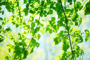 Ağaçta taze bahar yeşili yapraklar. Doğa arkaplanı