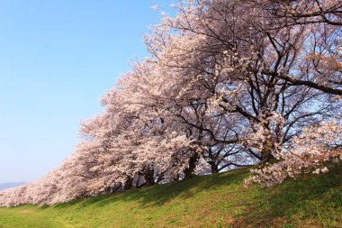 Renkli bahar çiçekleri güneş ışığında çiçek açıyor 