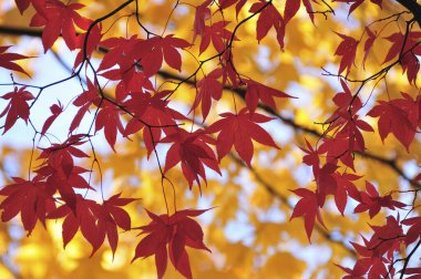 Parlak renkli sonbahar yaprakları, sonbahar bitkileri 