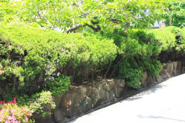 Güneş ışığı taştan duvarların yanındaki yeşil çalıların üzerinde parlıyor.