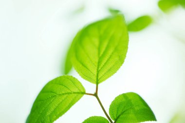 Ağaçta taze bahar yeşili yapraklar. Doğa arkaplanı