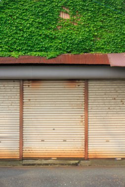 Yeşil sarmaşık kaplı duvarın altındaki paslı metal kepenkler.