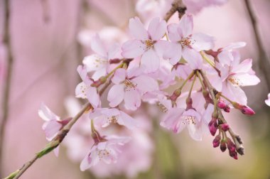 Japonya 'da güzel pembe sakura çiçekleri 