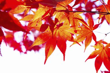 Parkta güzel sonbahar yaprakları