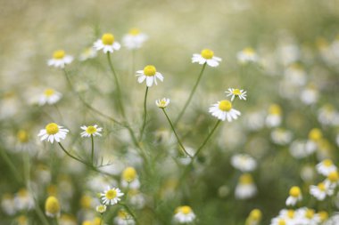 Yaz çayırlarında gün ışığında yeşil bitkiler ve çiçekler 