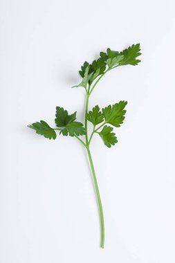 Beyaz arka planda taze yeşil maydanoz