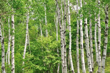 huş ağacı orman erken bahar.