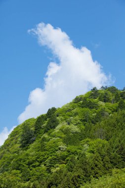 dağ zirvesi ve yeşil ağaçlar 