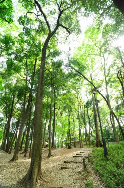 Yeşil ağaçları olan bir orman. 